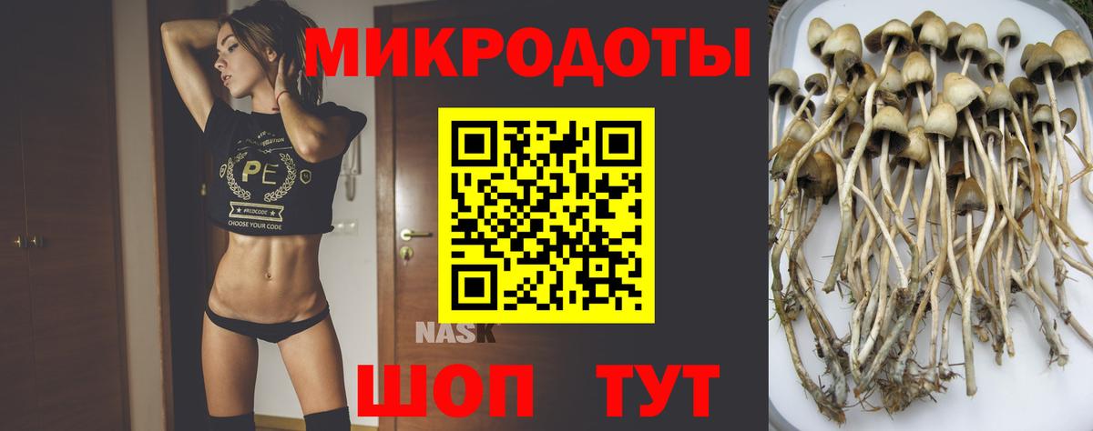 Псилоцибиновые грибы Psilocybe  Вход с VPN  Петрозаводск  Галлюциногенные грибы мицелий 